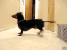 resized dog